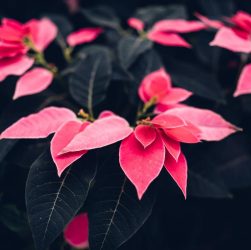 5 fiori e piante tradizionali per Natale in casa